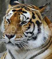 Amur Tiger