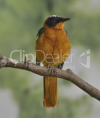 Colorful Bird Colorful Bird