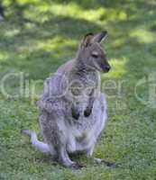 Gray  Kangaroo