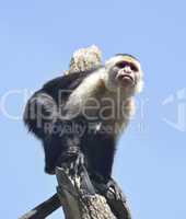 White-Throated Capuchin Monkey