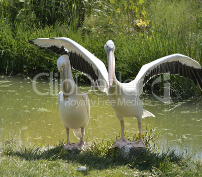 White Pelicans