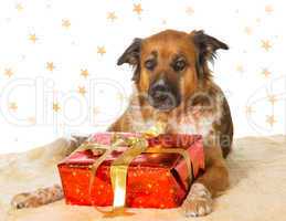 Dog with Decorative Christmas gift
