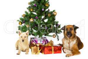 Happy dogs under the Christmas tree