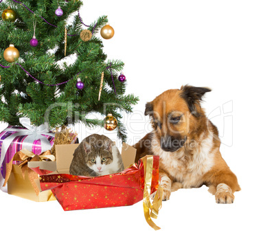 Cat and dog opening Christmas gifts