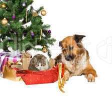 Cat and dog opening Christmas gifts