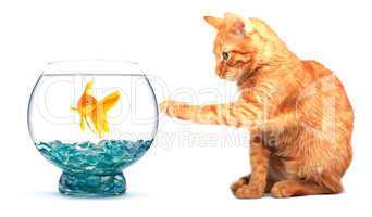 Goldfish and cat