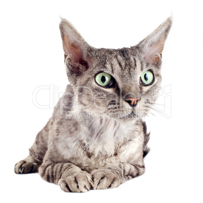 devon rex cat