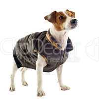 jack russel terrier with coat