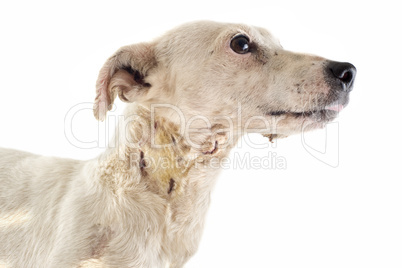 wounded jack russel terrier