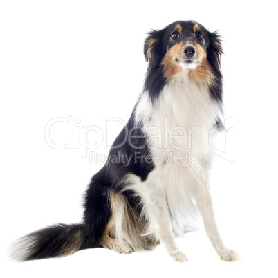 shetland dog