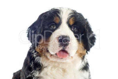 puppy bernese moutain dog