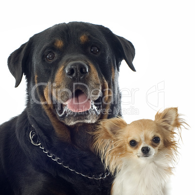 rottweiler and chihuahua