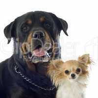 rottweiler and chihuahua