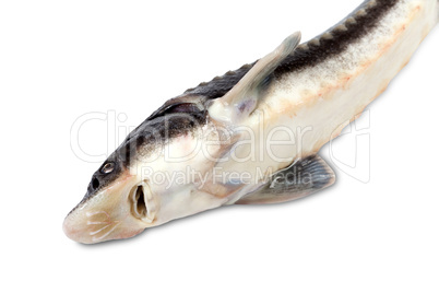 Sterlet fish on white background