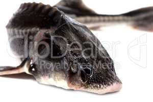 Sterlet fish on white background