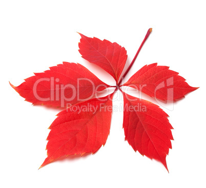 Red autumn virginia creeper leaf on white background