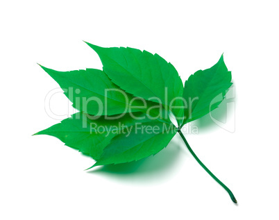 Green virginia creeper leaves on white background