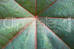 Detail of big dark green leaf