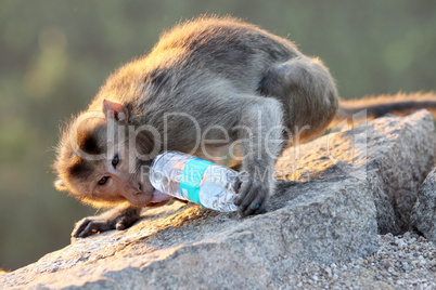 Monkey drinks water from the bottle