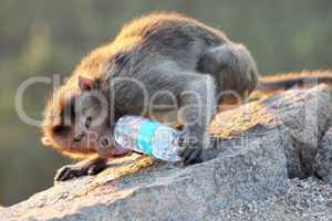 Monkey drinks water from the bottle