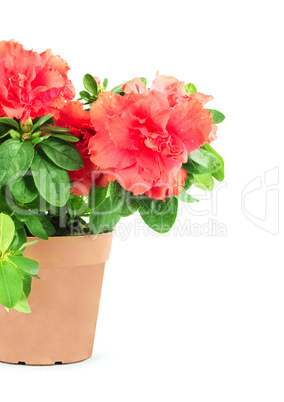 Flower in a flowerpot