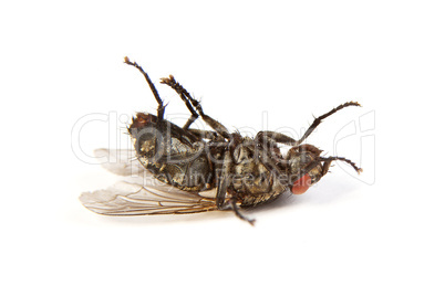 Fly isolated on white. Macro shot of a dead housefly