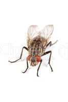 Fly isolated on white. Macro shot of a housefly,