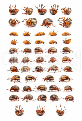 colorado potato beetles