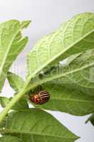 Colorado potato beetle