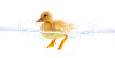 The small yellow duckling