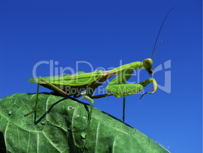 Green mantis