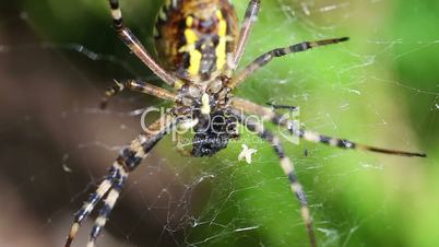 Wespenspinne - Argiope bruennichi