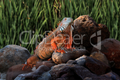 Giant Iguana on Rocks