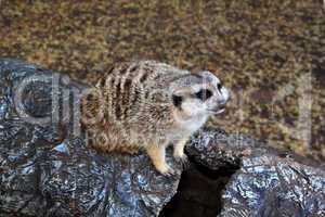 Little Meerkat Sitting on Imitation Stump