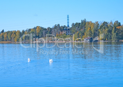 Swans on an autumn pond