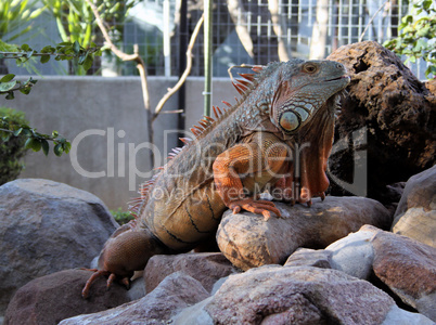 Giant Iguana Head and Body