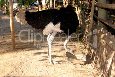 Ostrich Eating with Bent Neck