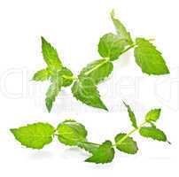 sprig of mint on a white background