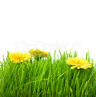 Isolated green grass with yellow flowers