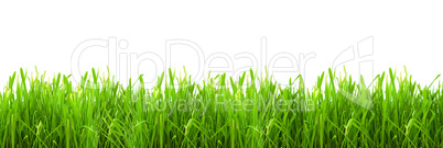 Isolated green grass