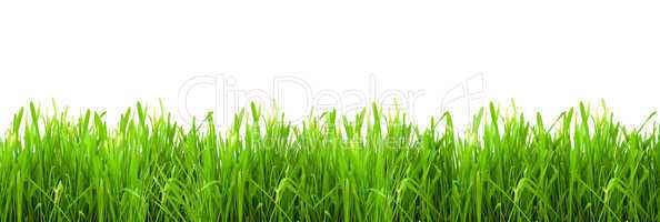 Isolated green grass