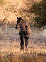 Young Foal Listening Tentatively