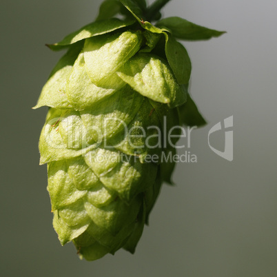 hopfen