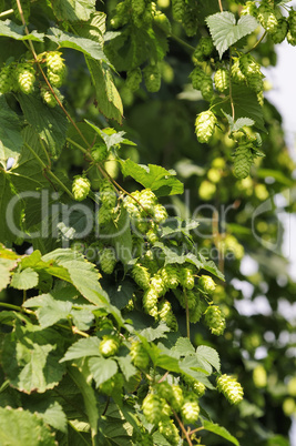 hopfen