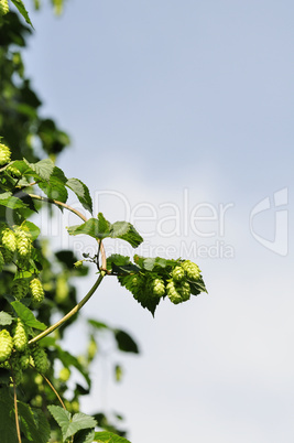 hopfen