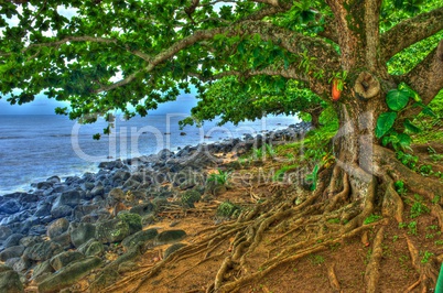 Tree with Gnarled Roots on Kauai