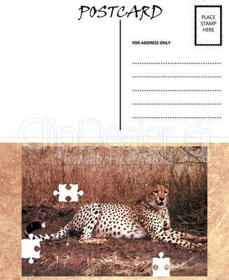 Empty Blank Postcard Template Africa Cheetah Puzzle Image