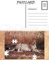 Empty Blank Postcard Template Africa Cheetah Puzzle Image