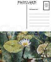 Empty Blank Postcard Template Water Lilly Image