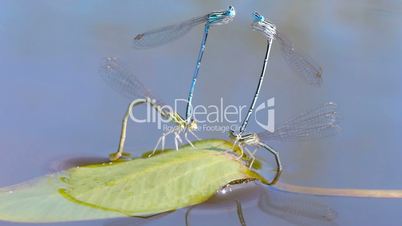 Mating season of dragonflies